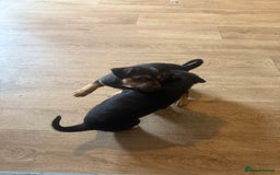 Mixed Breed dogs for sale: Rottweiler cross saluki puppies  - Image 12
