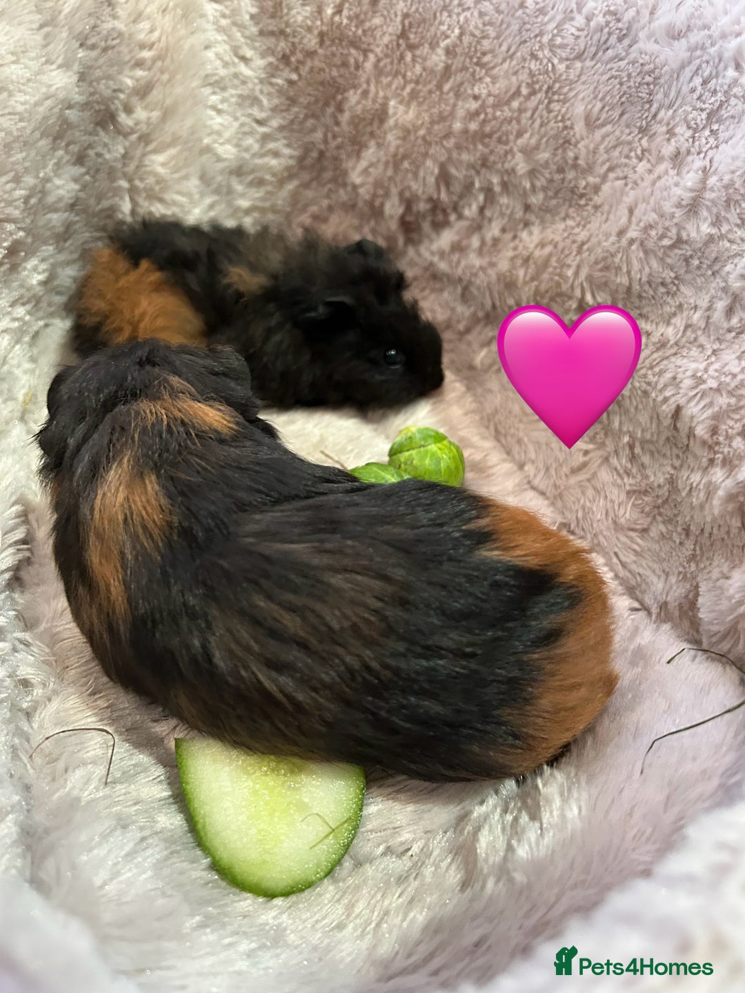 Guinea Pig rodents for sale: GORGEOUS BABY GUINEA PIGS - Advert 24