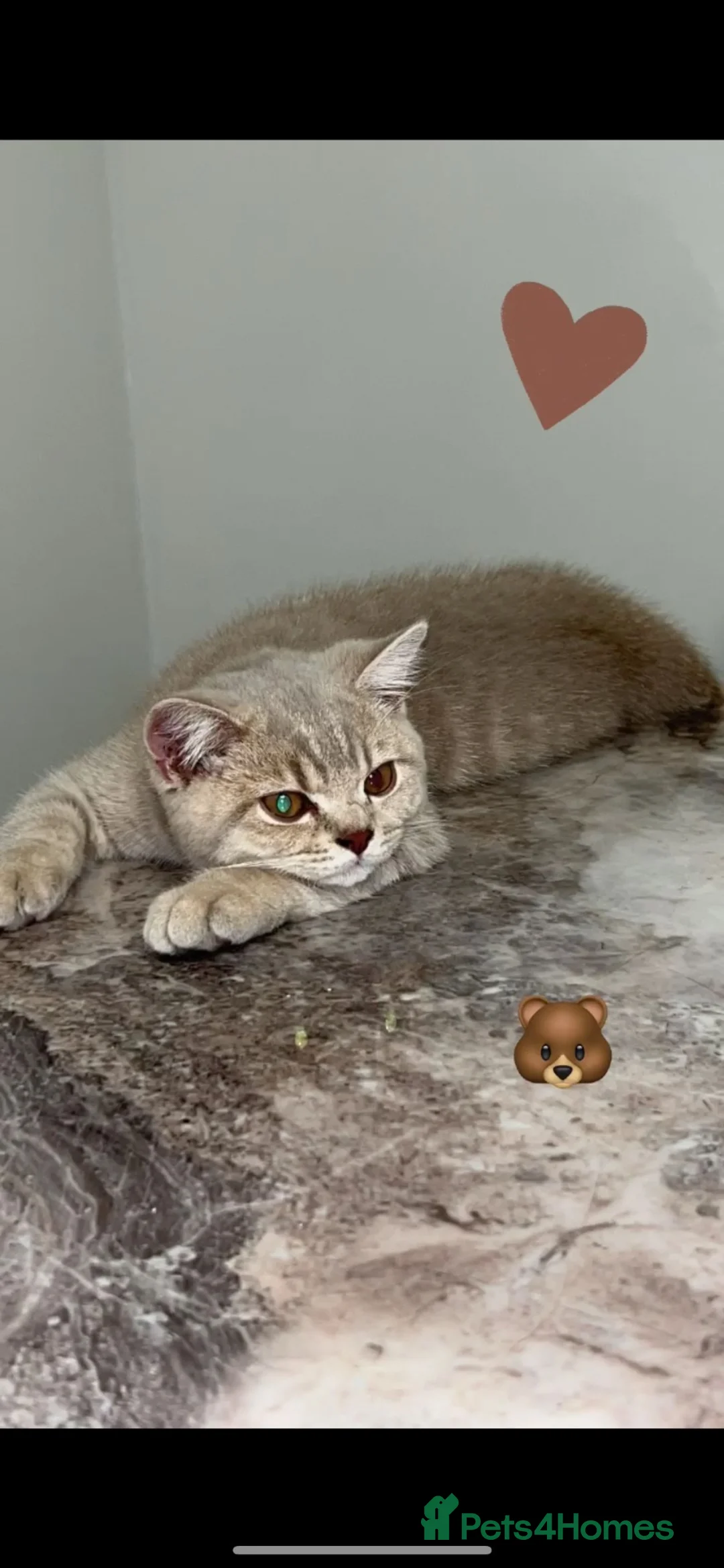 British Shorthair cats for sale: miss  - Advert 4