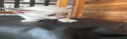 Siamese cats for sale: *female avaliable!* 5 Stunning Siamese Kittens - Advert 10