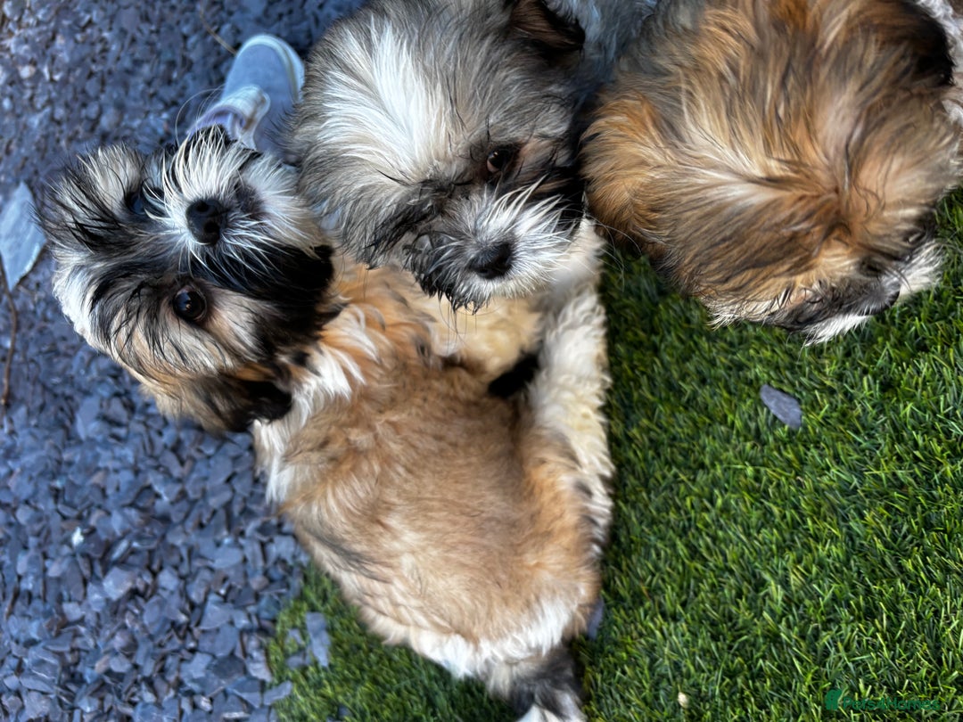 Lhasa Apso dogs for sale: 6 beautiful Lhasa Apso puppies - Image 4