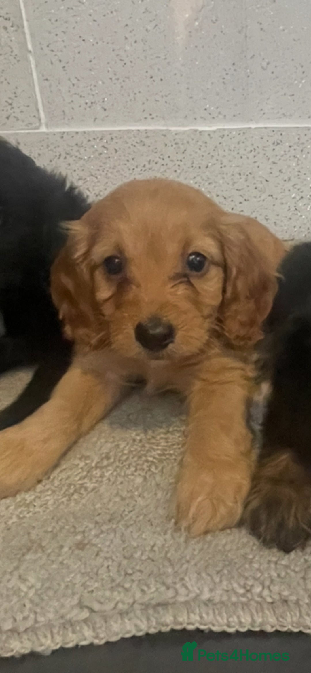 Cockapoo dogs for sale: F1 cockapoo - Image 6