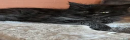 Maine Coon cats for sale: XL FULL Maine coon kitten price reduced - Advert 17