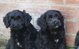 Cavapoo dogs for sale: Beautiful F1 Cavapoo puppies for sale - Image 14
