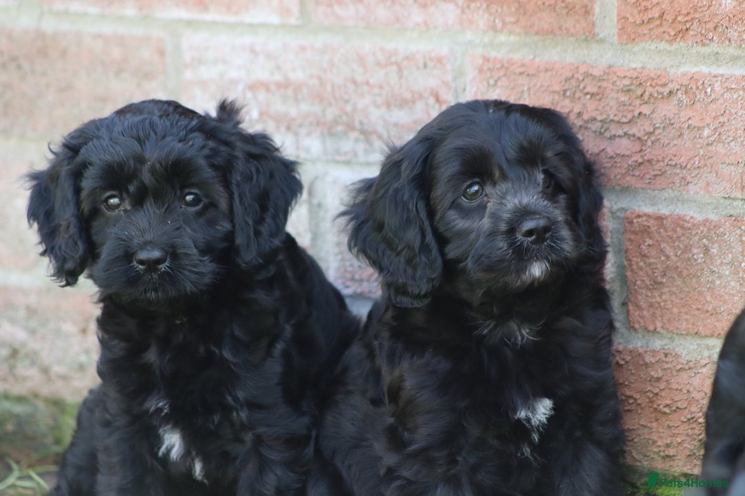 Cavapoo dogs for sale: Beautiful F1 Cavapoo puppies for sale - Image 14
