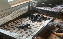 Mixed Breed dogs for sale: Gorgeous Cane Corso pups - Image 1