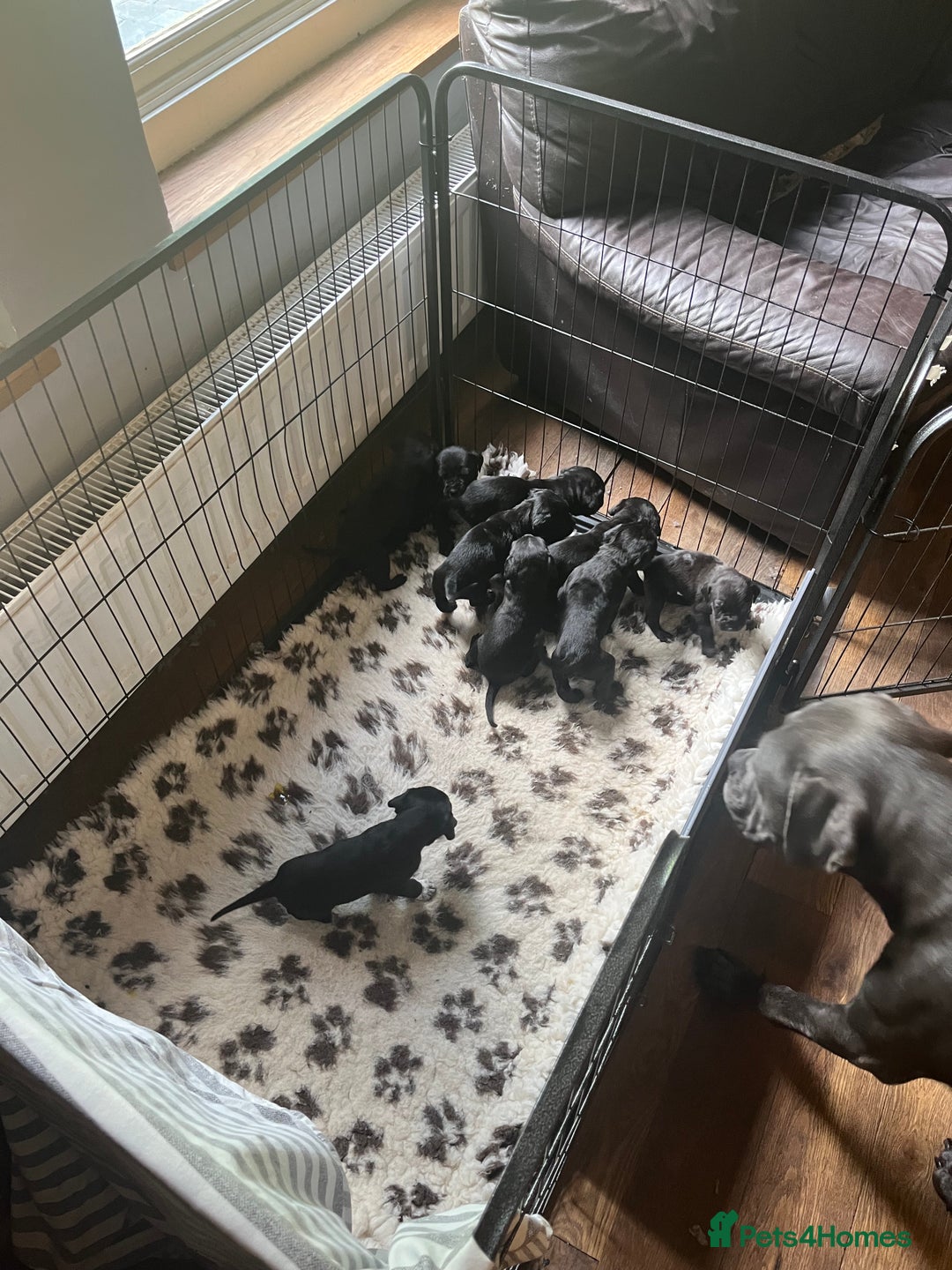 Mixed Breed dogs for sale: Gorgeous Cane Corso pups - Image 1