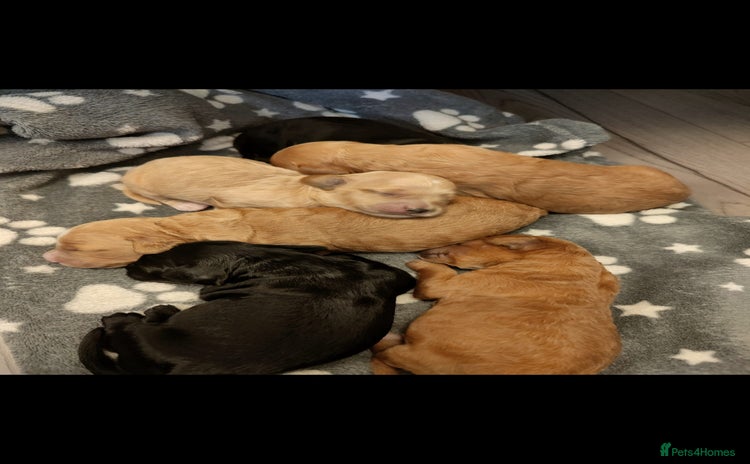 Cockapoo dogs - Advert 4