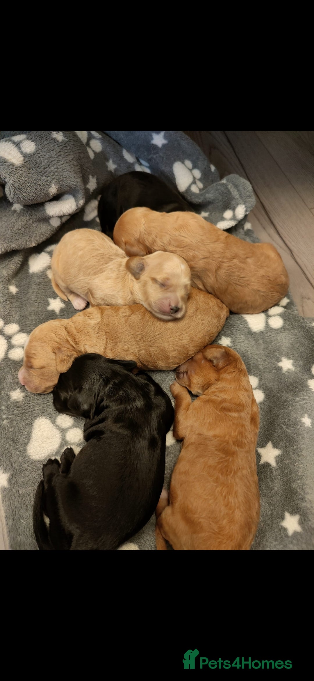 Cockapoo dogs for sale: ✨️ Beautiful F1B Cockapoo Puppies✨️ - Image 1