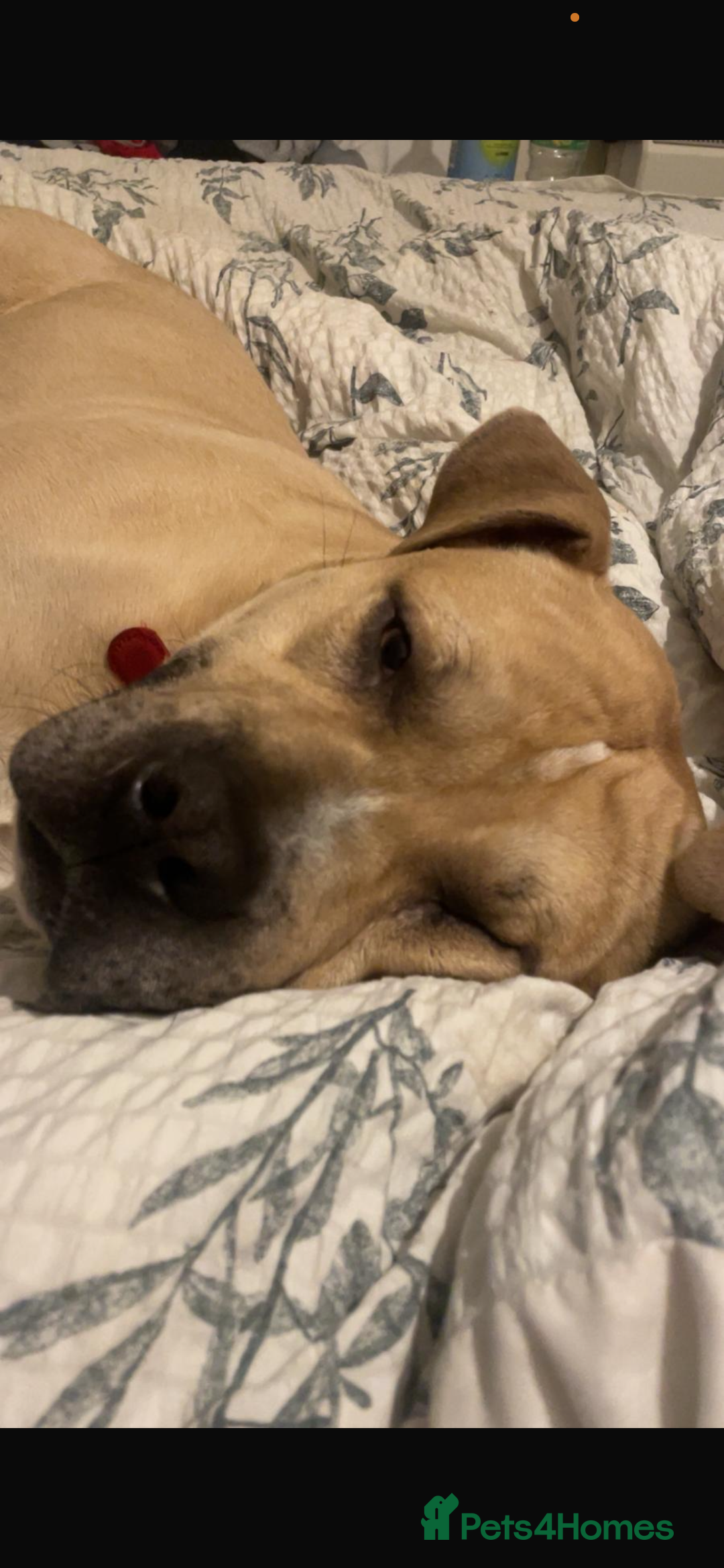 Mixed Breed dogs for sale: Staffie  ** tiff  - Advert 2