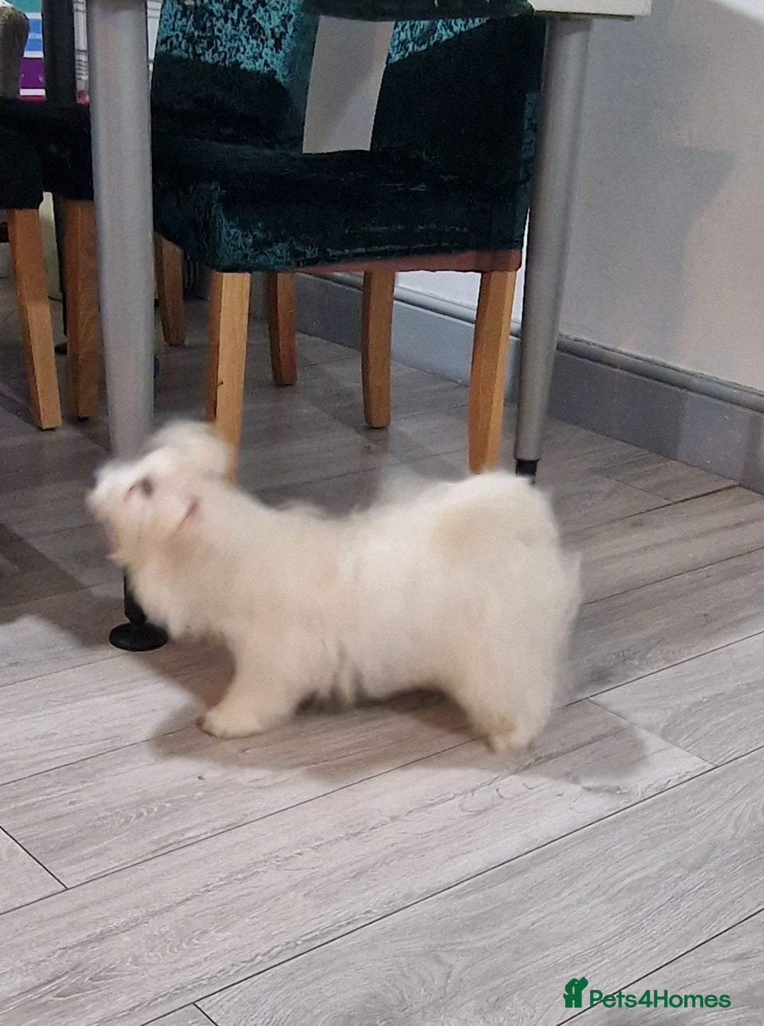 Maltese dogs for sale: Beautiful White Maltese - Advert 4