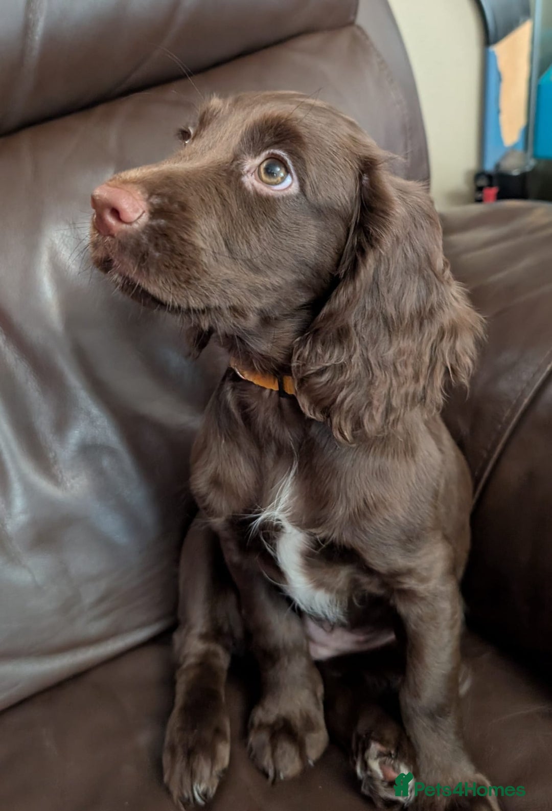 Cocker Spaniel dogs for sale: Last girl looking for forever home. - Image 4