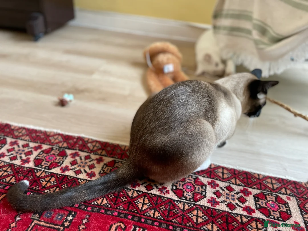 Tonkinese cats for sale: Adult Tonkinese Male - Advert 6