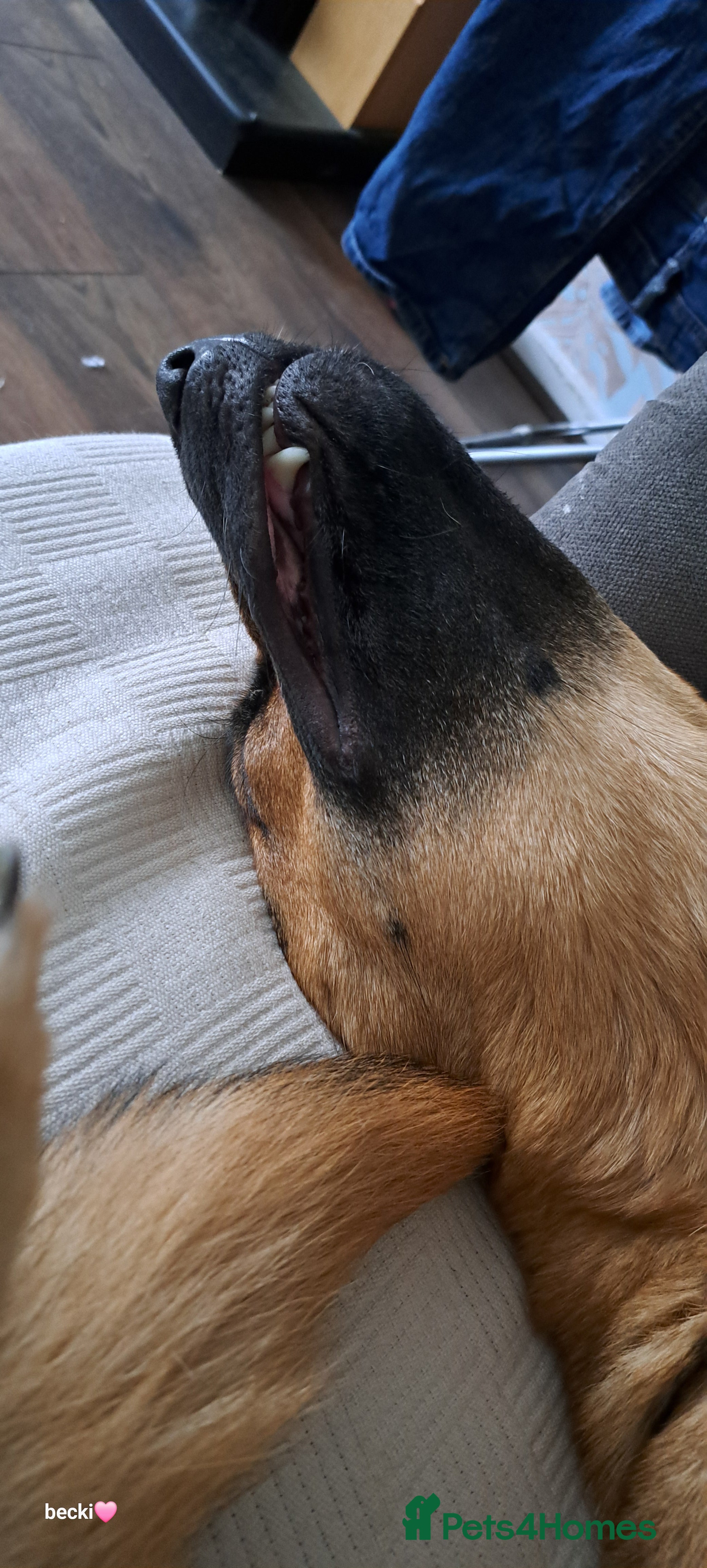 German Shepherd dogs 1 year old german Shepherd  - Advert 1