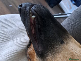 German Shepherd dogs for sale: 1 year old german Shepherd - Advert 1