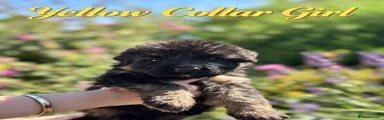 Yellow Collar