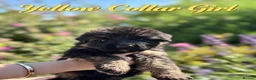 German Shepherd dogs for sale: Chunky Fluffy Long-Haired German Shepherd Puppies - Advert 12