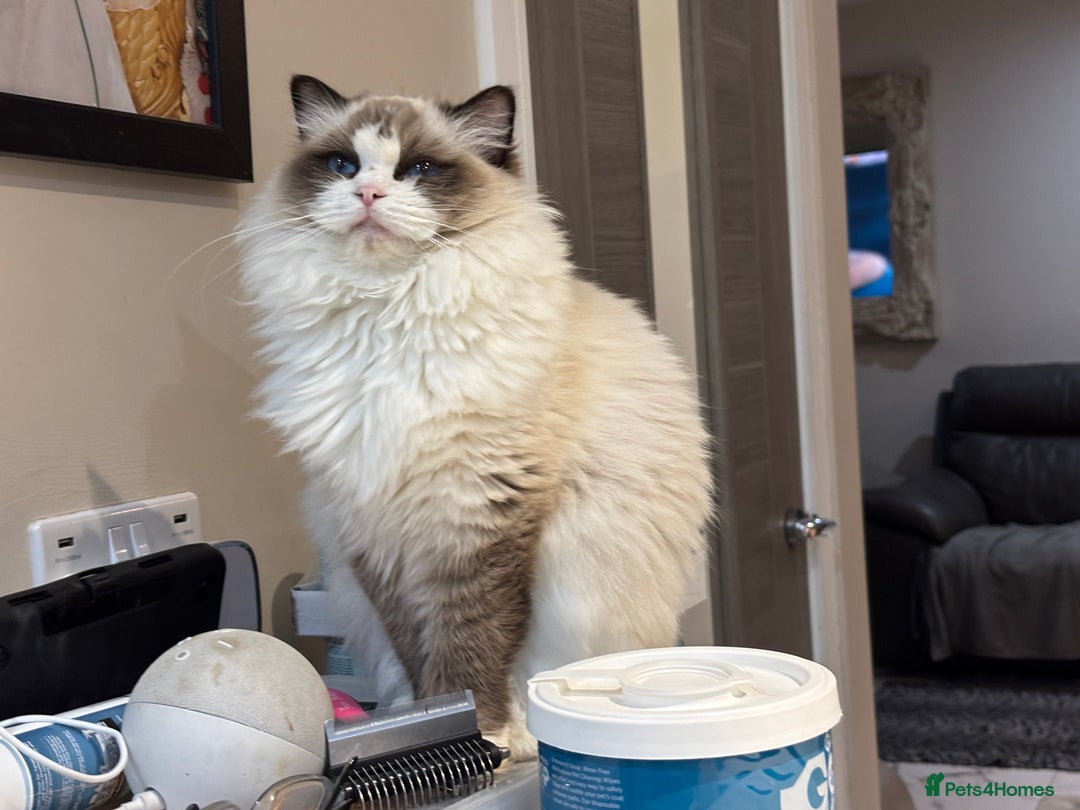 Ragdoll cats for sale: Attention please  - Advert 10