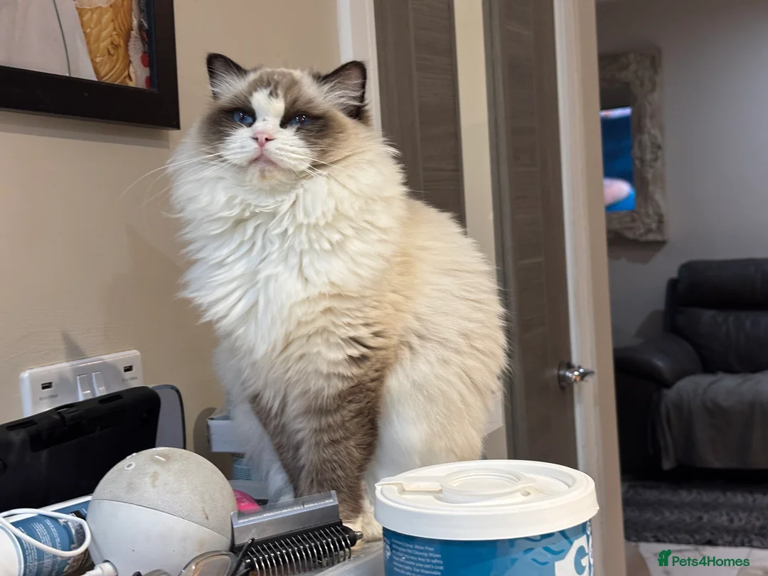 Ragdoll cats for sale: ‼️Attention please ‼️ - Advert 7