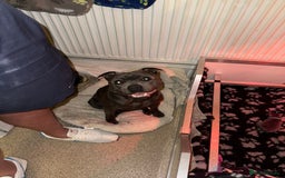 Staffordshire Bull Terrier dogs for sale: 🏆4 multi int champion Zeus Kante Pups for sale 🏆 - Image 5