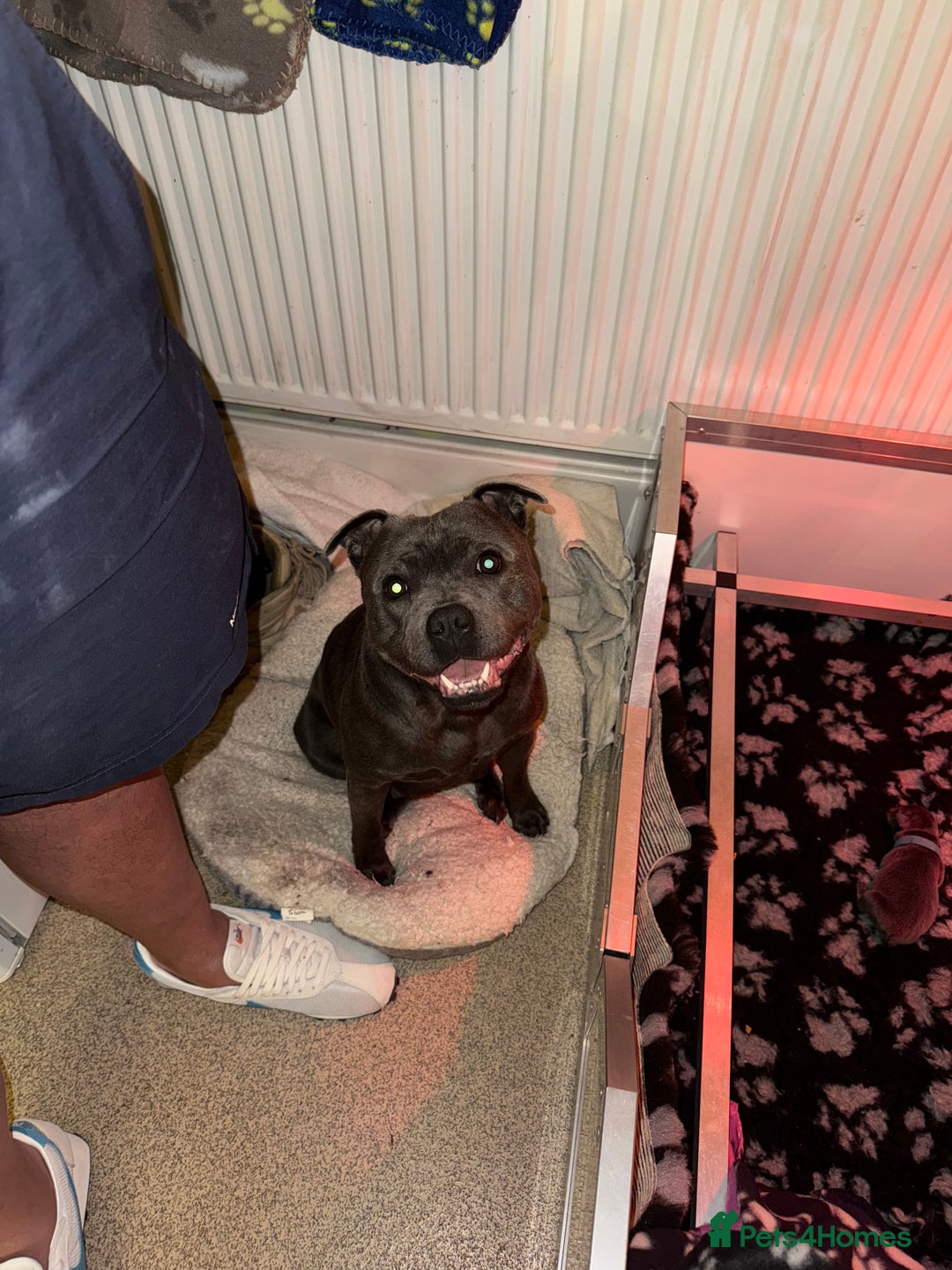 Staffordshire Bull Terrier dogs for sale: 🏆4 multi int champion Zeus Kante Pups for sale 🏆 - Image 5