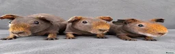 Guinea Pig rodents for sale: Skinny guinea pig boars 💯 - Advert 1