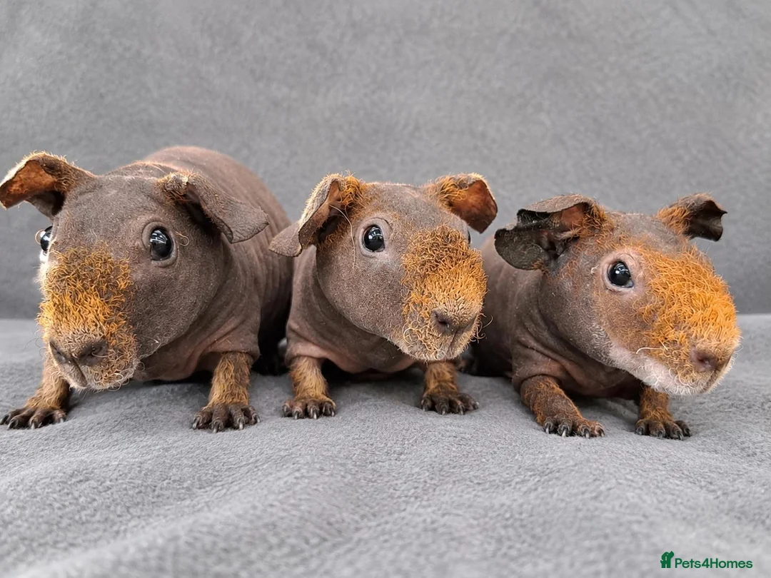 Guinea Pig rodents for sale: Skinny guinea pig boars 💯 - Advert 1