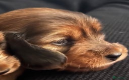 Miniature Dachshund dogs for sale: Family owned miniature longhaired dachshunds - Image 14
