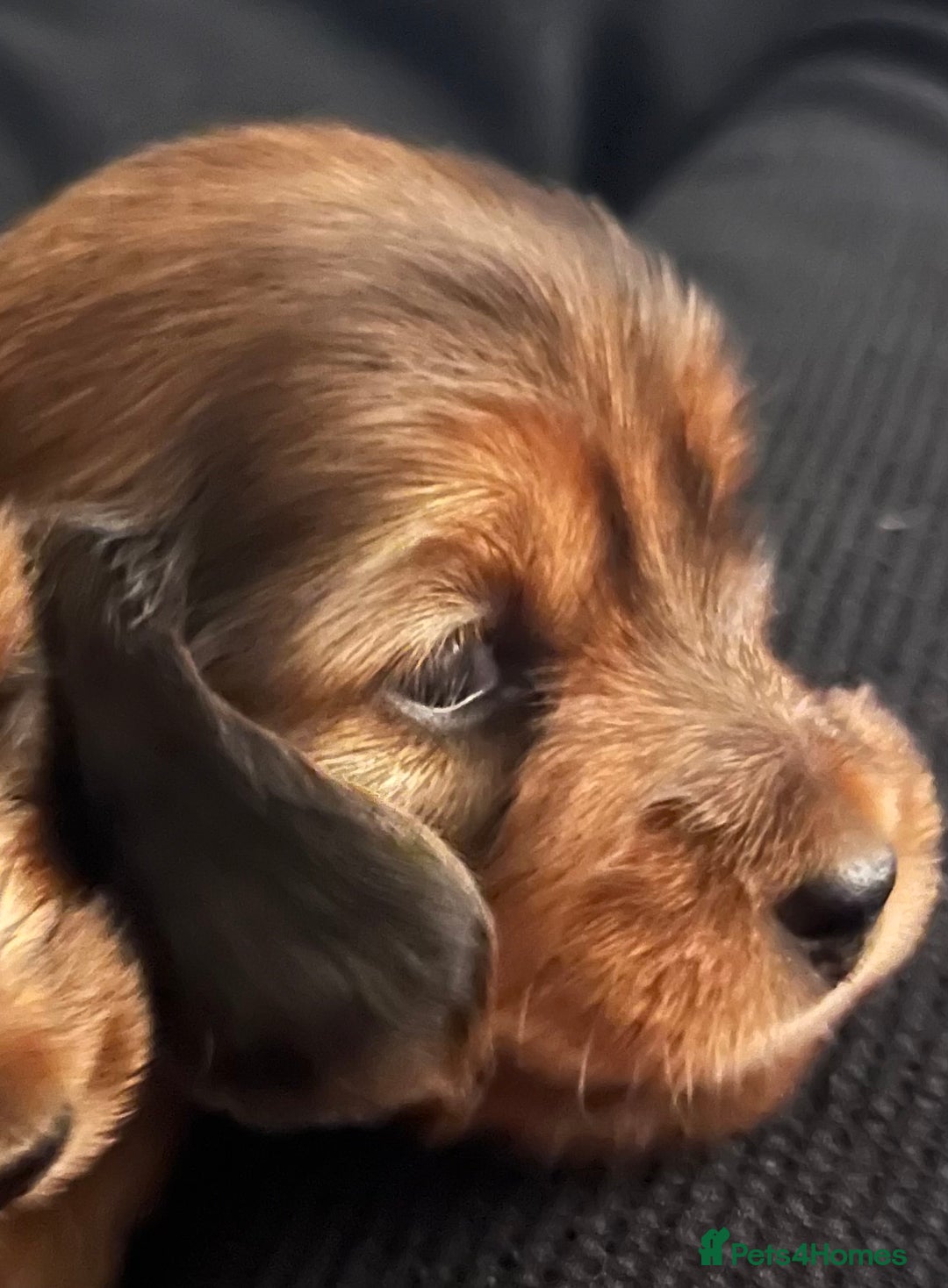 Miniature Dachshund dogs for sale: Family owned miniature longhaired dachshunds - Image 14