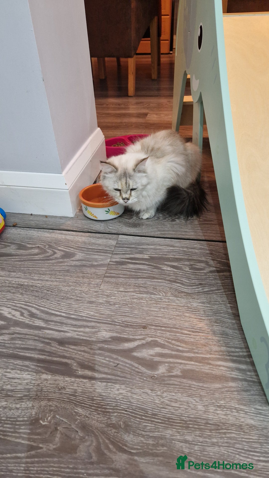 Ragdoll cats for sale: Ragdoll kittens - Advert 1