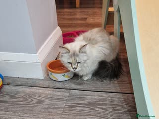 Ragdoll cats Ragdoll kittens - Advert 13