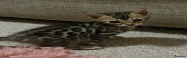 Bengal Kitten 4