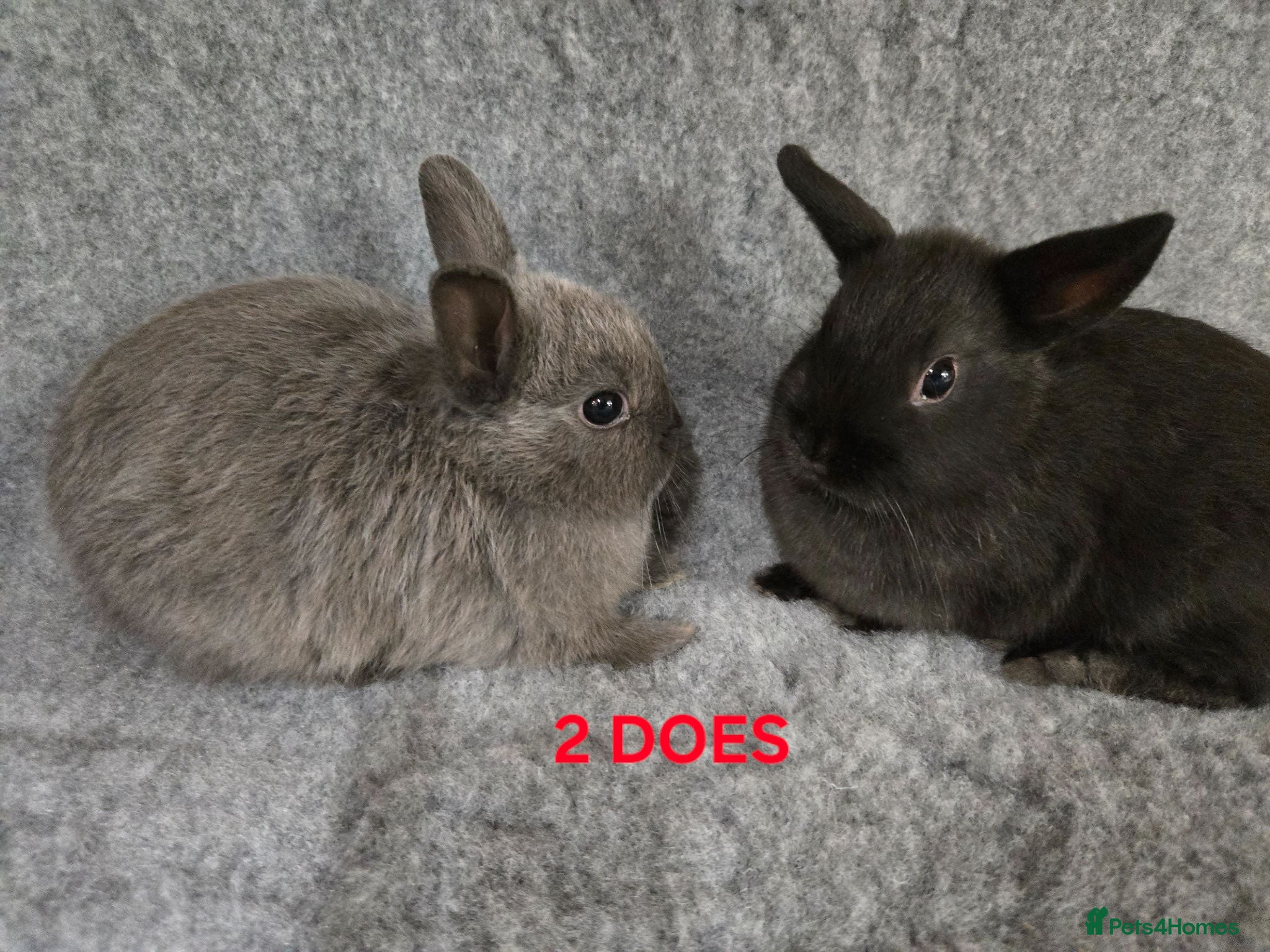Netherland Dwarf rabbits Cute Netherland Dwarf Babies READY NOW - Advert 1