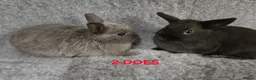 Netherland Dwarf rabbits for sale: Cute Netherland Dwarf Babies READY NOW - Advert 1