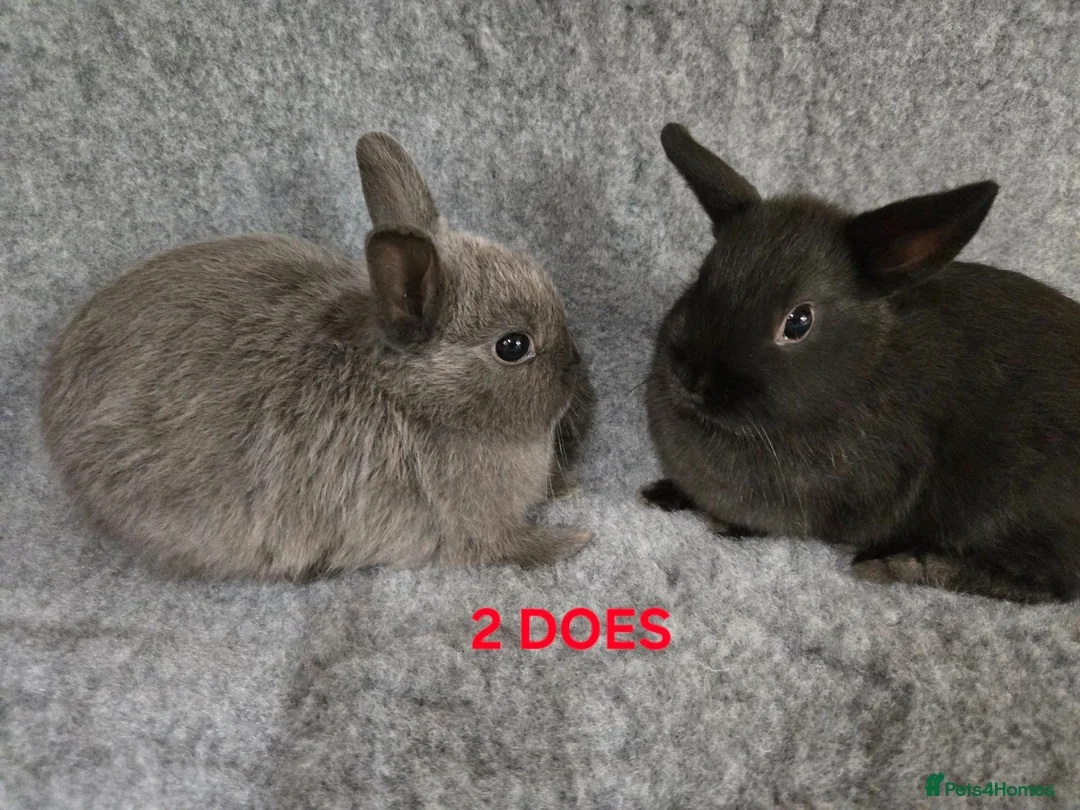 Netherland Dwarf rabbits for sale: Cute Netherland Dwarf Babies READY NOW - Advert 1