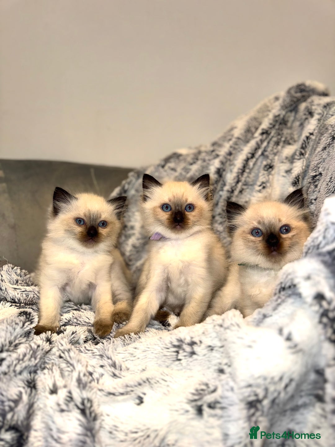 Ragdoll cats for sale: Black point Ragdoll Kittens🖤 - Advert 5
