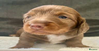 Miniature Dachshund dogs - Advert 3