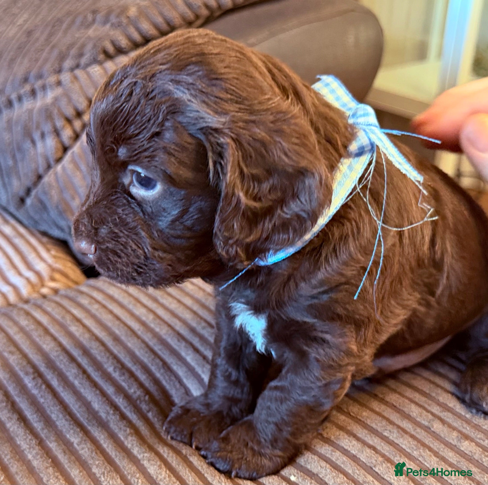 Cocker Spaniel dogs cocker spaniel puppies  - Advert 3