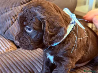 Cocker Spaniel dogs cocker spaniel puppies - Advert 3