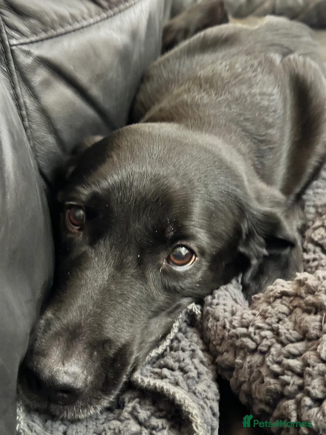 Labrador Retriever dogs for sale: Labrador - Advert 2