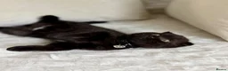 Scottish Fold cats for sale: Beautiful Scottish kitties are looking for a home  - Advert 28