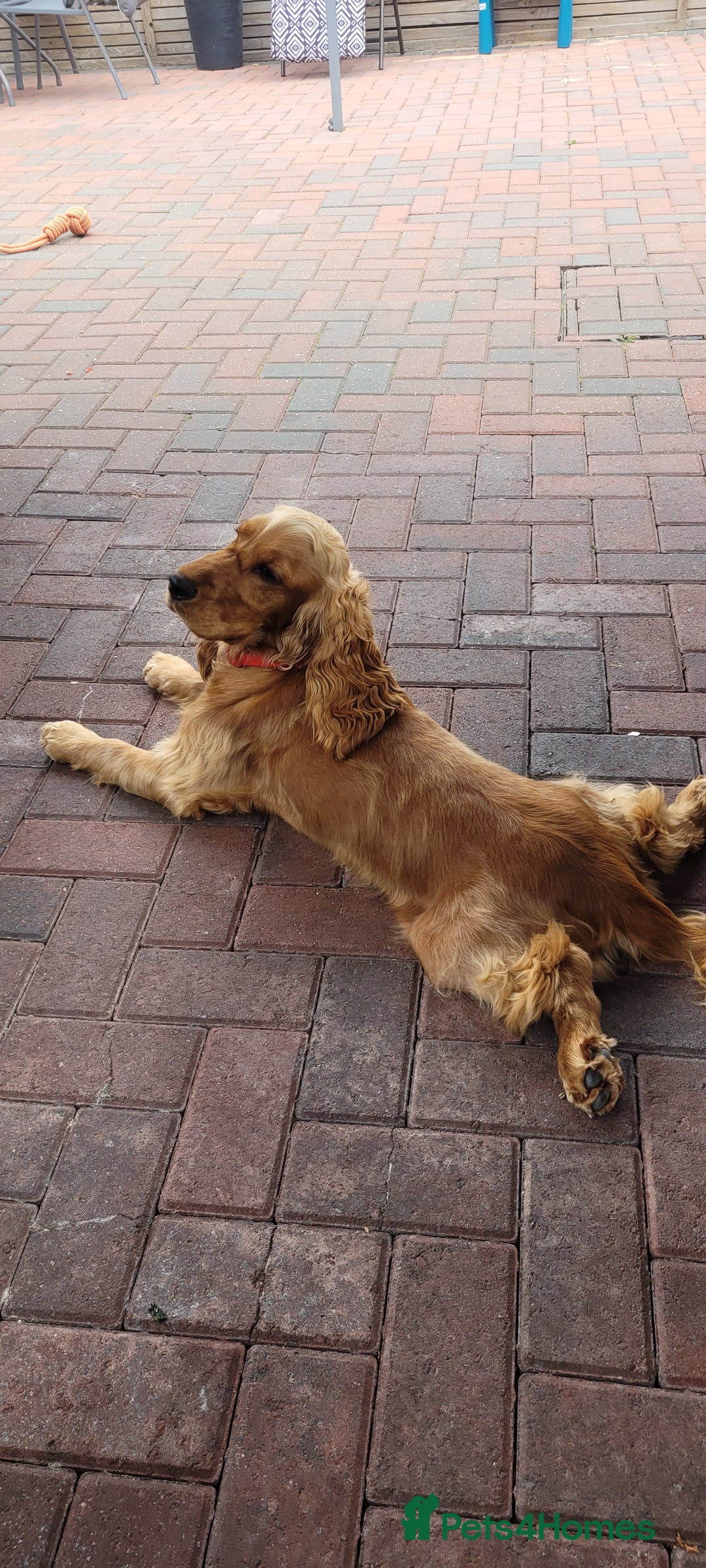 Cocker Spaniel dogs for sale: Show class golden cocker spaniel bitch kc reg - Image 4