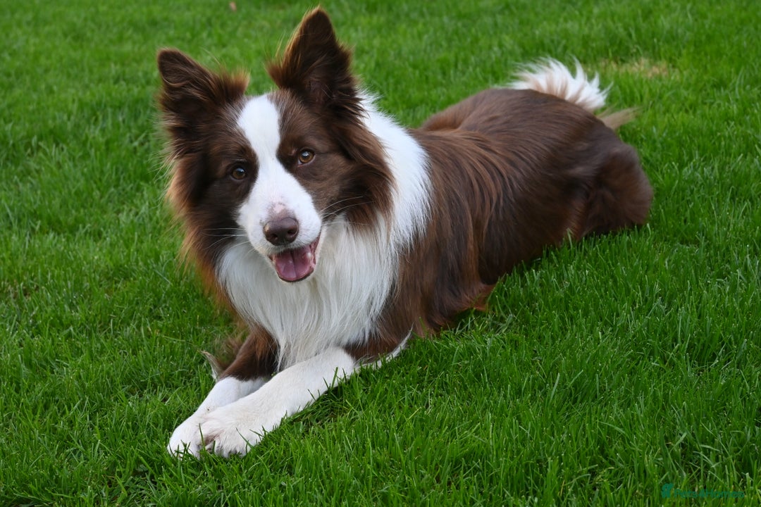 Border Collie dogs for sale:  Long Haired KC Reg Border Collie puppies for sale - Image 14