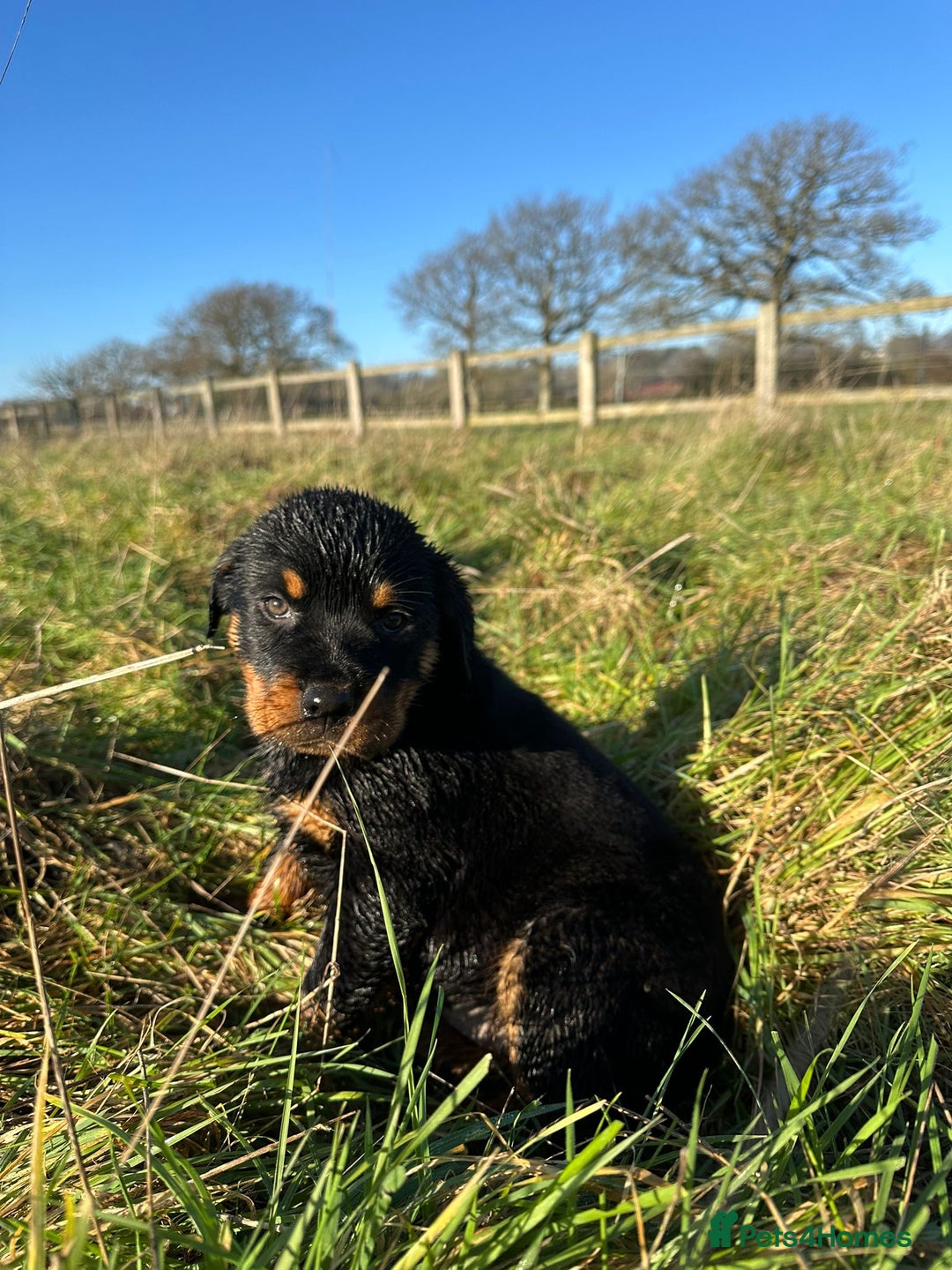 Rottweiler dogs for sale: Stunning chunky Rottweiler puppies - Advert 25