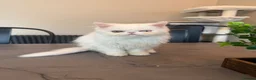 Persian cats for sale: Odd eyed male kitten  - Advert 8