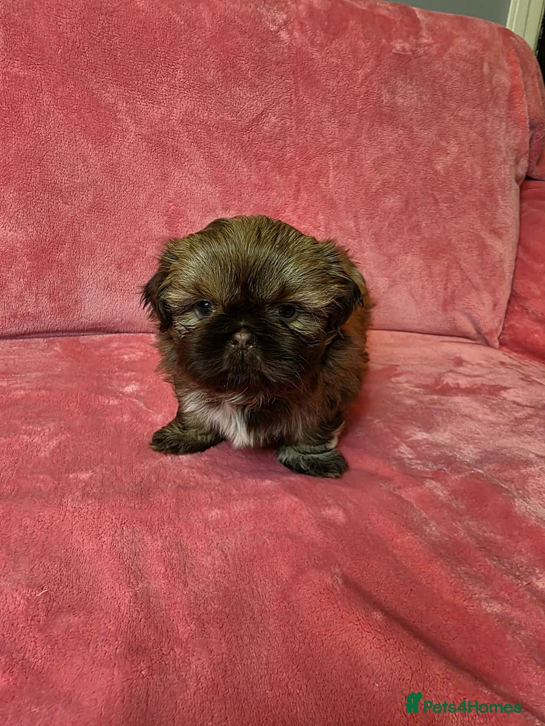 Shih Tzu dogs for sale: Two Beautiful Full Pedigree Shih Tzu Girls - Advert 6