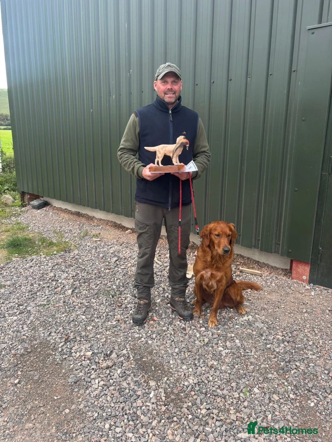 Golden Retriever dogs for sale: Exceptional health tested golden retrievers  - Advert 5