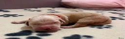 Golden Retriever dogs for sale: GOLDEN RETRIEVER PUPPIES  - Advert 20