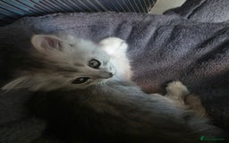 Persian cats for sale: Beautiful persian chinchilla kittens 😸 ♥️  - Image 4
