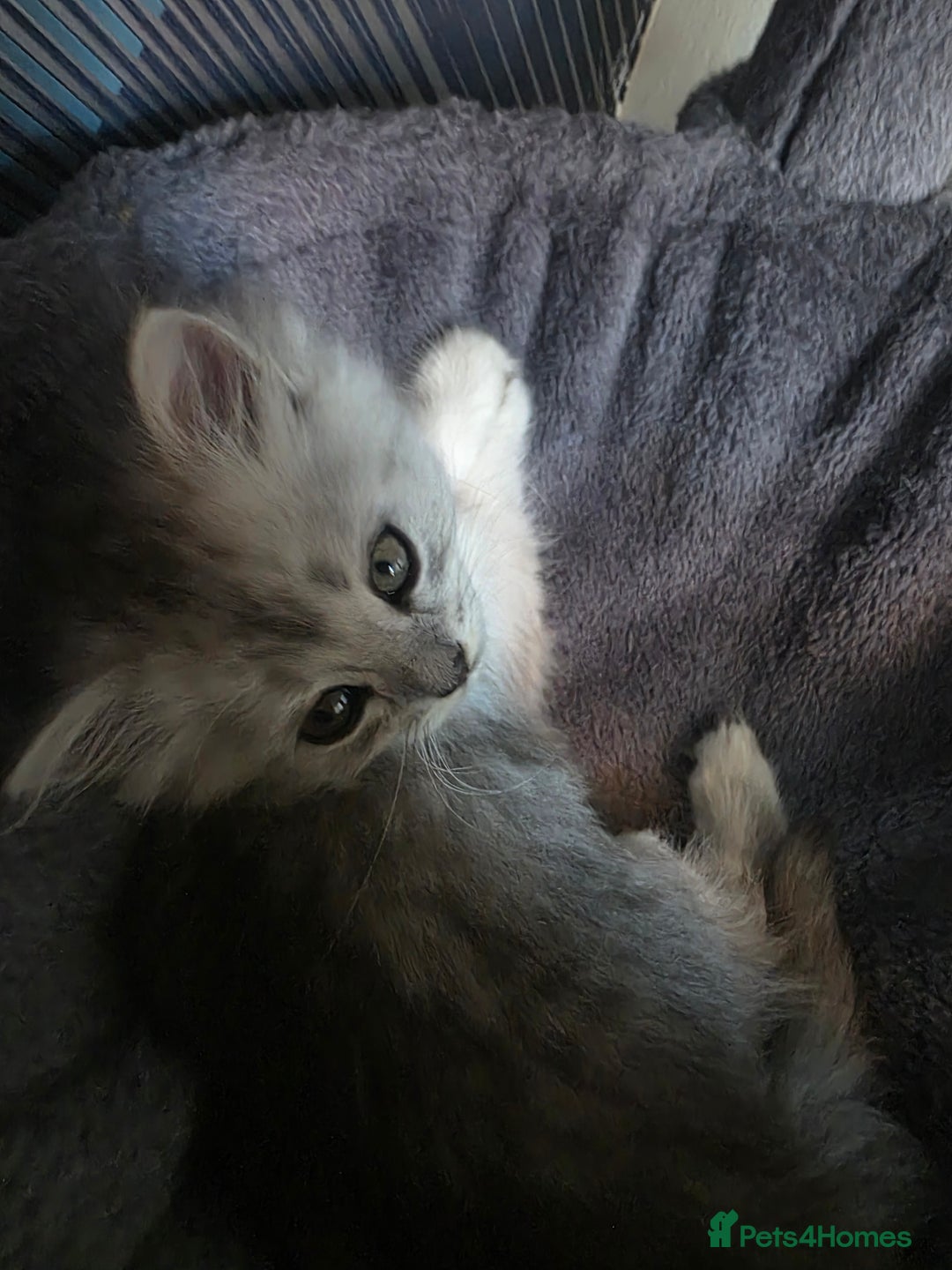 Persian cats for sale: Beautiful persian chinchilla kittens 😸 ♥️  - Image 4